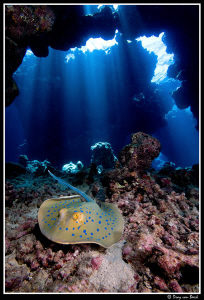 Blue spotted stingray in caves. by Dray Van Beeck 